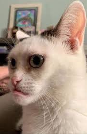 Cameuh Cat grumpy stare