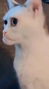 Cameuh Cat side eye