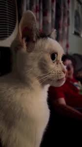Cameuh Cat not amused