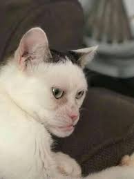 Cameuh Cat judging you
