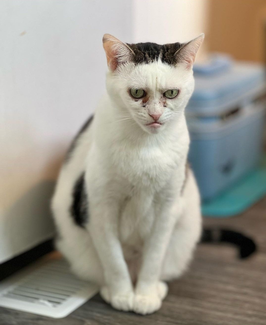 The real Cameuh Cat looking grumpy